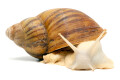 Archachatina marginata ovum typ 1 albino body adult